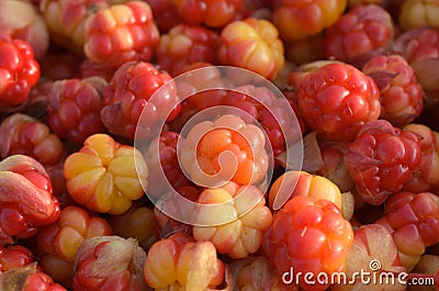 Many ripe cloudberries close photographed. Stock Photo