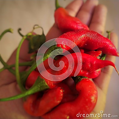 Many ripe red hot chillies in palm of hand. acrid taste flavouring spice Stock Photo