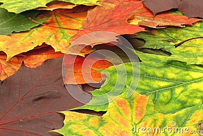 Many rose petals Stock Photo