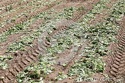 Rotten lettuce in the field after the environmental catastrophe Stock Photo