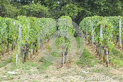 Many rows vineyard grape view landscape Stock Photo