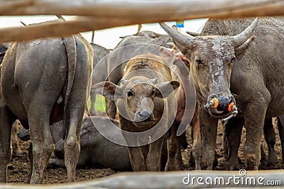 Many Sea Buffaloes residents of enclosure at Talay Noi is a river basin at the topmost of Songkhla Lake. Phatthalung Province, Tha Stock Photo