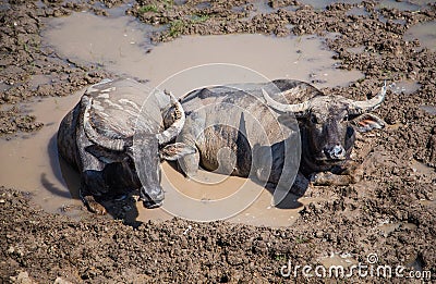 Many Sea Buffalos eating grass Stock Photo