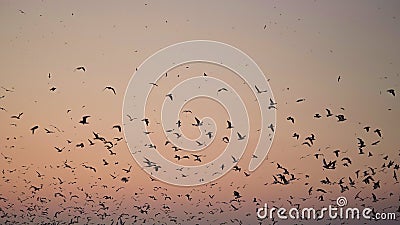 Many seagulls on the background of the sky at sunset, dawn. Silhouettes of wild birds. Sea travel. Beautiful natural banner, Stock Photo