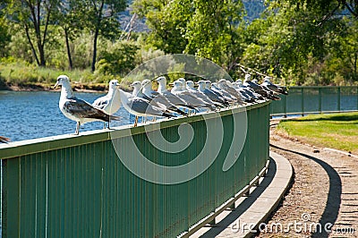 Many seagulls on a fence one facing the wrong way Stock Photo