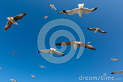 Many seagulls fly against the blue sky Stock Photo