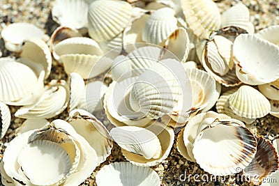 Many seashells as background, close up Stock Photo