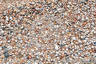 Many seashells piled together Stock Photo