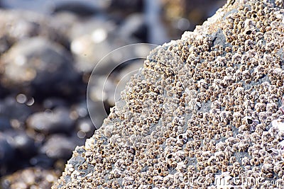 Many seashells on a rock closeup view. Stock Photo