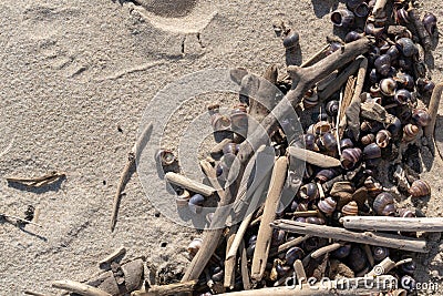 Many seashells on sand close-up background Stock Photo
