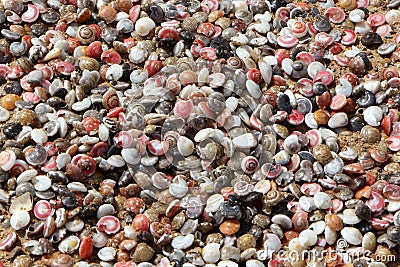Many seashells on the shore Stock Photo