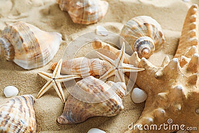 Many seashells and starfish on sea sand, closeup. Summer vacation Stock Photo