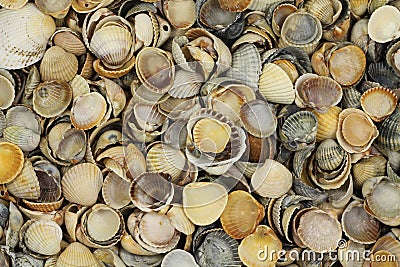 many shell seashells background Stock Photo