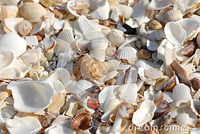 many shells brought by the waves Stock Photo