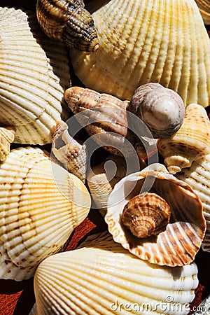 Many shells gathered from the sea. memories on the seashore. Elements of ocean and sea Stock Photo