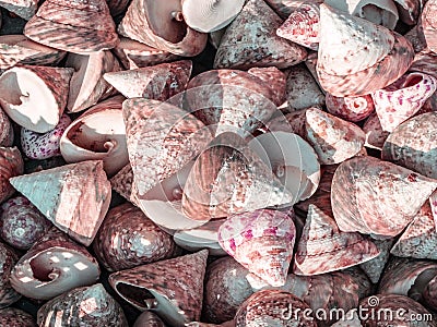 Many shells white yellow close-up Stock Photo