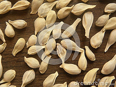 Many dry Orange seeds Stock Photo