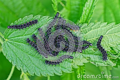 Many small black caterpillars on a green leaf Stock Photo