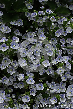 many small blue-white flowers with the name Veronica filiform and green leaves. for banners, labels, napkins Stock Photo