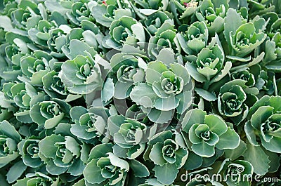Many small clusters of succulent leaves Stock Photo
