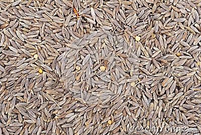 Many small dried cumin seed. Food seasoning backgrounds Stock Photo