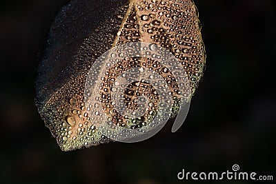 Drops on the leaf Stock Photo