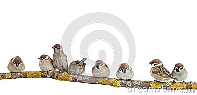 small funny birds sparrows are sitting on a branch on a white isolated background Stock Photo