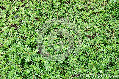 Many small green leaves Stock Photo