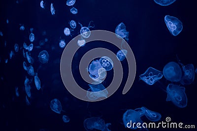 Many jellyfishes illuminated with blue light swimming in aquarium. Stock Photo