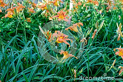 Many small vivid orange red flowers of Lilium or Lily plant in a British cottage style garden in a sunny summer day, beautiful Stock Photo