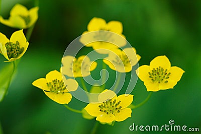 Many small wild yellow flowers Stock Photo