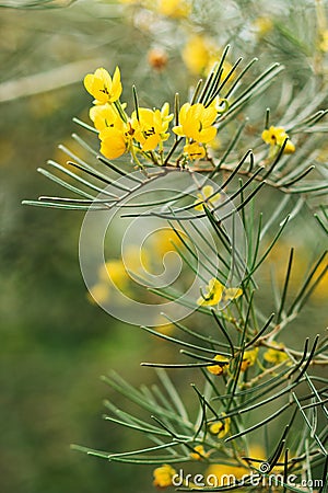 Many small yellow flowers senna artemisioides Stock Photo
