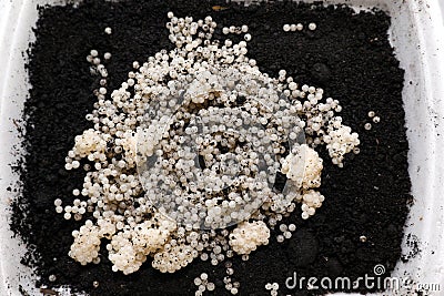 Many snail eggs on soil in plastic box, top view Stock Photo