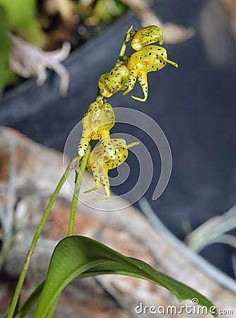 Many-Spotted Masdevallia Orchid Stock Photo