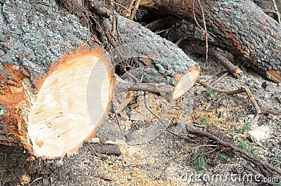 Many spruce lying tree stumps after deforestation. Stock Photo