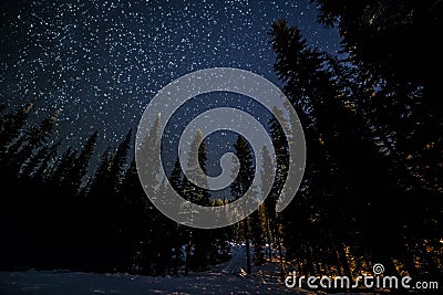 Many Stars Above Forest Trees Stock Photo