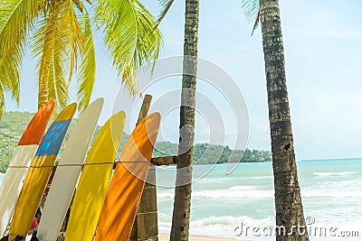 Many surfboards beside coconut trees. Stock Photo