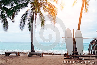 Many surfboards beside coconut trees at summer beach with sun light and blue sky. Stock Photo