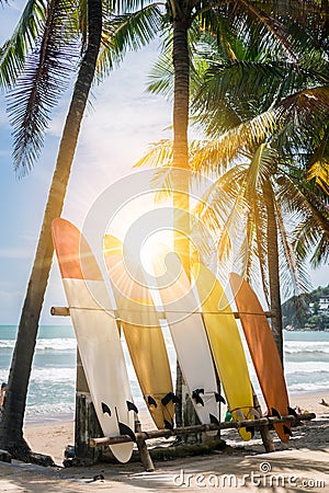 Many surfboards beside coconut trees at summer beach with sun light. Stock Photo