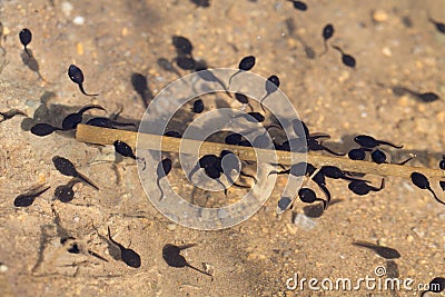 Many tadpoles swim on the water Stock Photo