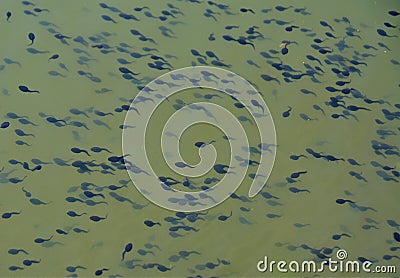 many tadpoles in the water Stock Photo