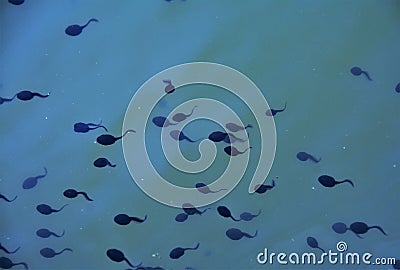 many tadpoles in the water Stock Photo