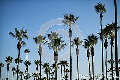 Many, tall palm trees Stock Photo