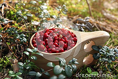 Many tasty ripe lingonberries in wooden cup outdoors, closeup Stock Photo