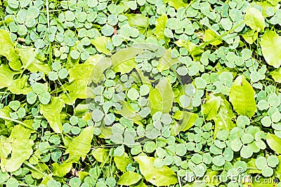 Many three-leaf clovers in grass Stock Photo