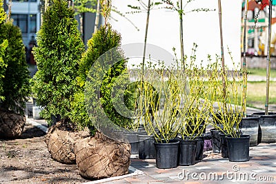 Many thujas tree with burlapped root ball prepared for planting in city park or residential building backyard. Lot of different Stock Photo