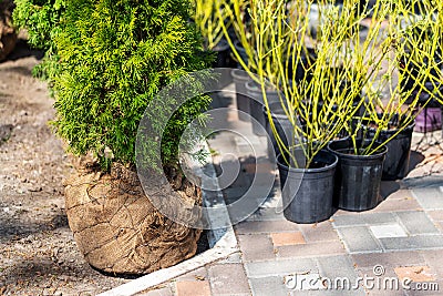 Many thujas tree with burlapped root ball prepared for planting in city park or residential building backyard. Lot of different Stock Photo