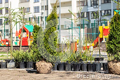 Many thujas tree with burlapped root ball prepared for planting in city park or residential building backyard. Lot of different Stock Photo