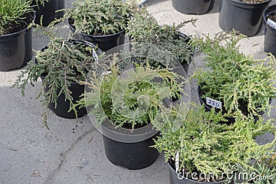 Many thujas tree stand in pots for planting Stock Photo
