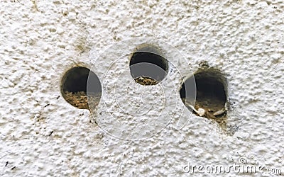 Many tiny ants crawl up the wall Puerto Escondido Mexico Stock Photo